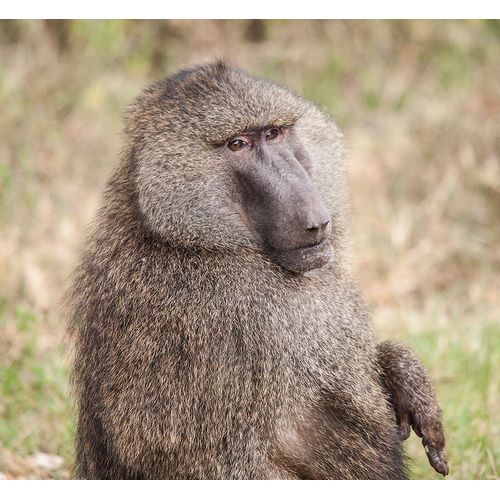 Sederquist, Betty 아티스트의 Africa-Tanzania A baboon face shows wisdom and personality on the African savannah작품입니다.